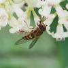 Syrphus sp.